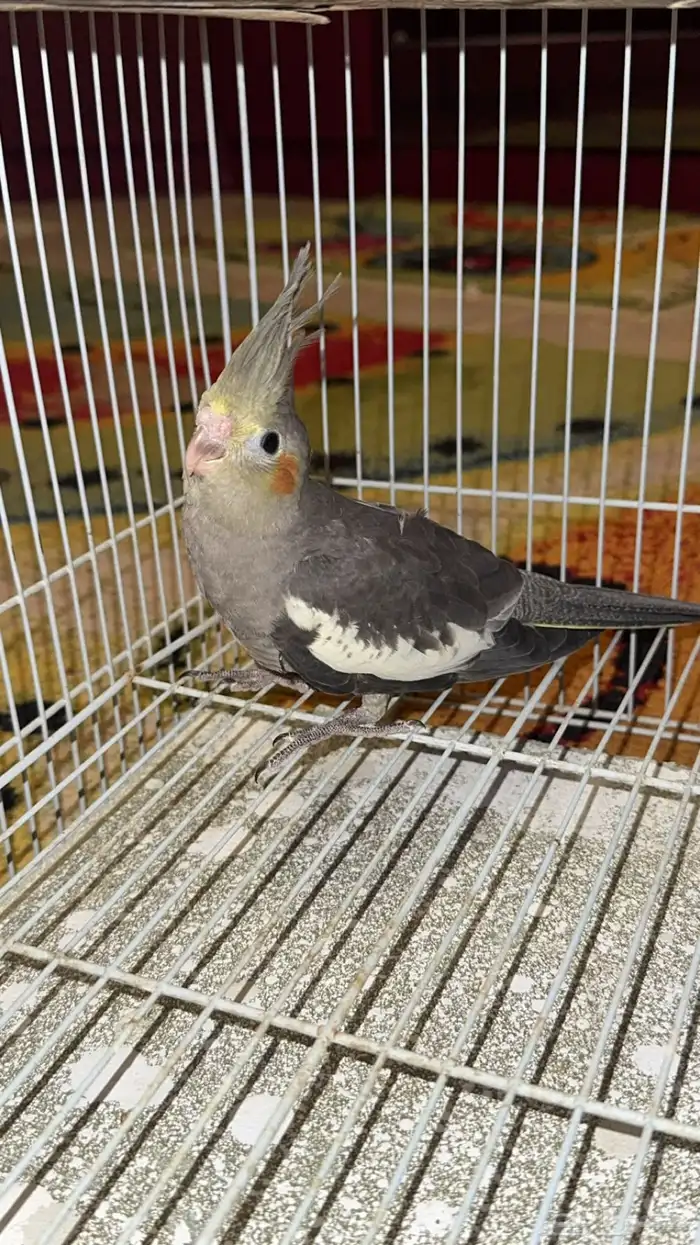 فرخ كراون فرخين روز 3