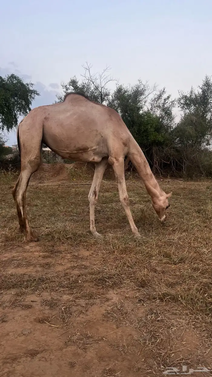 للبيع بكره اركه 1