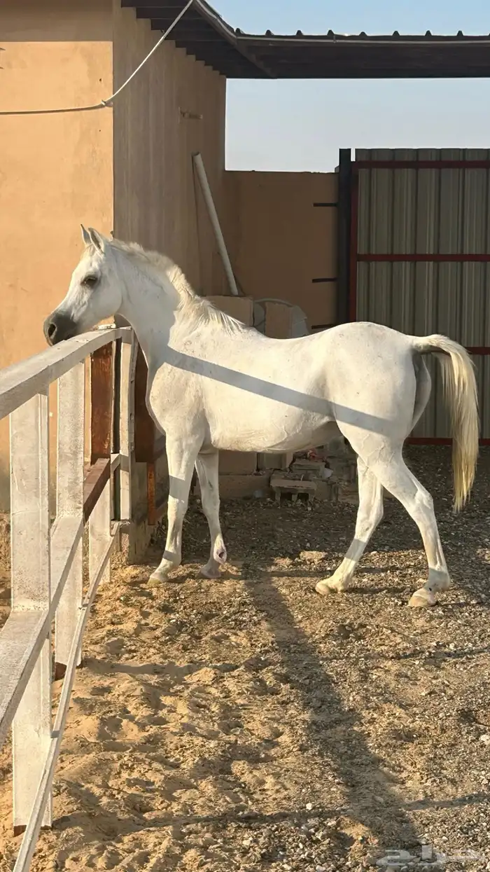 فرس شعبية لقاح 3شهور 0