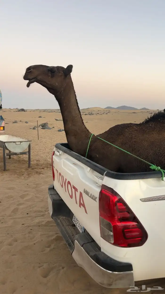 بكره كفو عليها وسم السندوانه المري سنها لقييه ع جميع الشروط 0