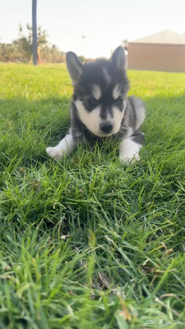 عدد (2) كلاب حراوه هاسكي ذكور العمر أسبوعين للبيع 2