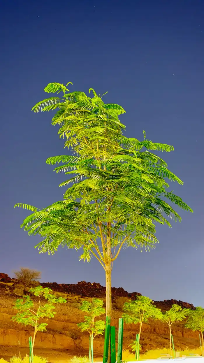 استراحه حي النخيل للأيجار 0