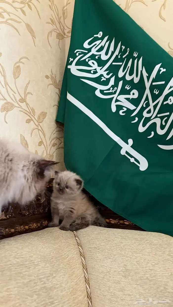 هجين سكوتش وهملايا 2