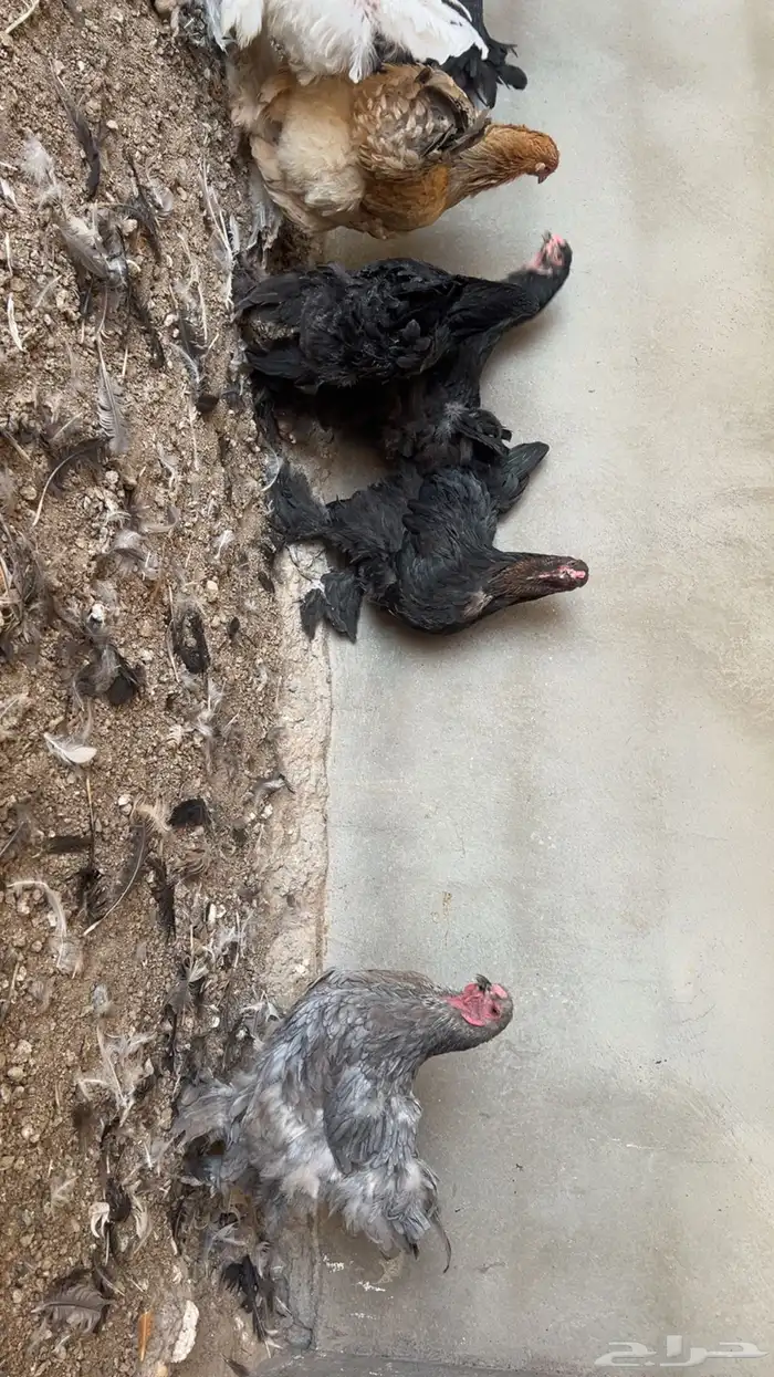 للبيع دجاج براهما اصل سلاله كونك 6