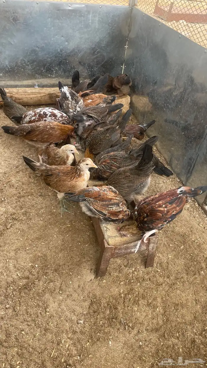 دجاج عربي 0