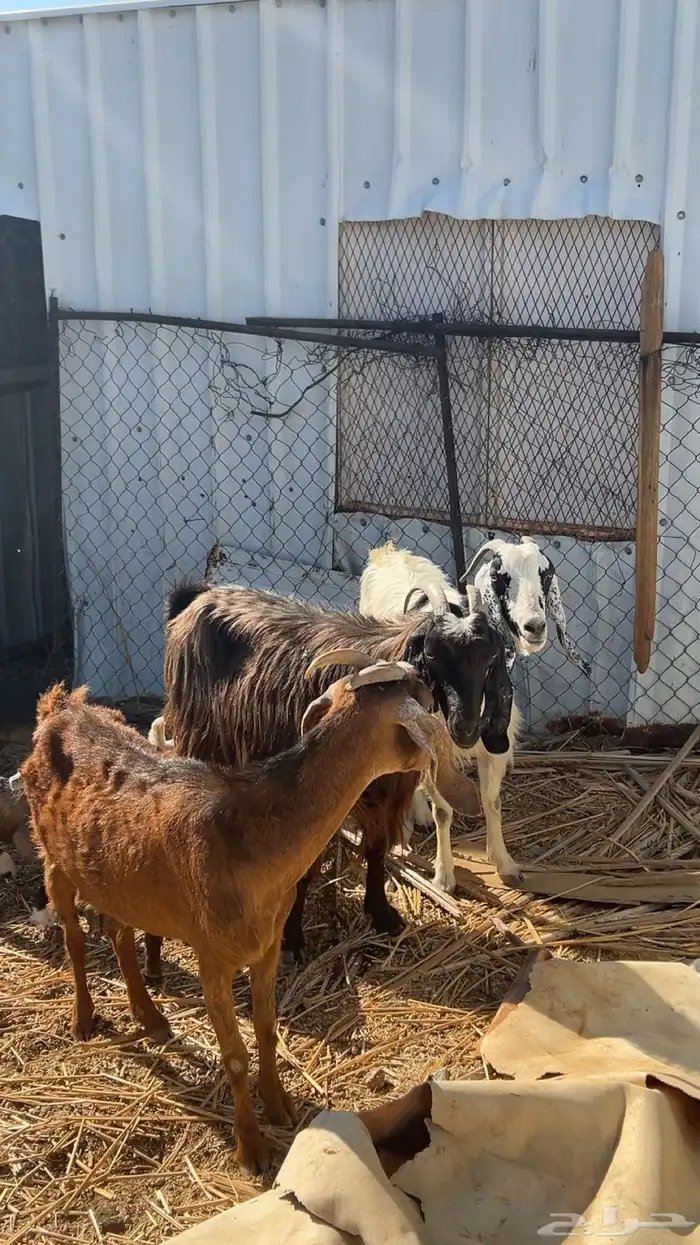 معزا مولده تم البيع 7