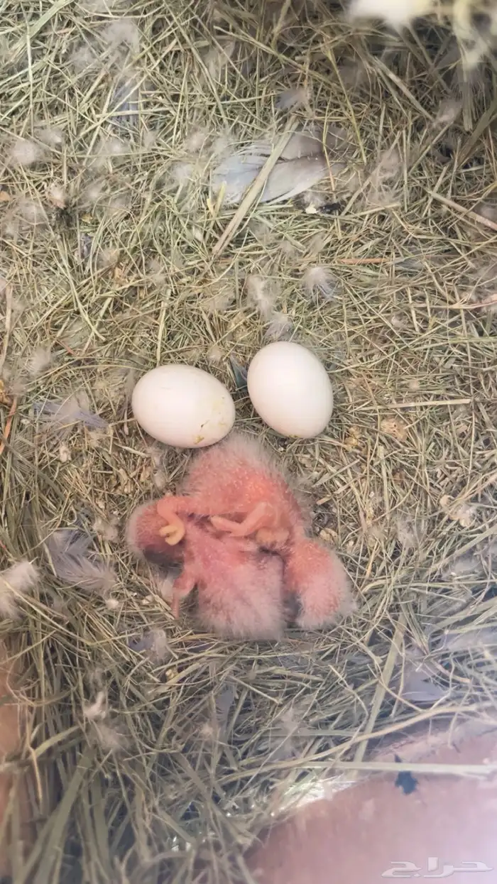 جوز روز بفروخه فروخ روز تم البيع تم البيع 0