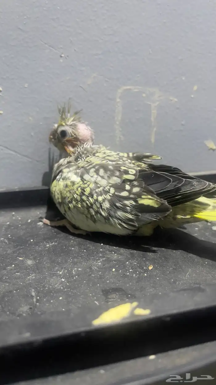 فروخ كروان منوعه 1