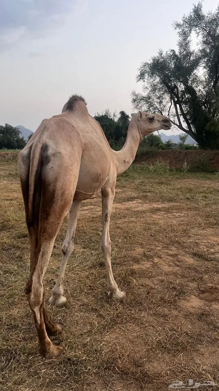 للبيع بكره اركه 0