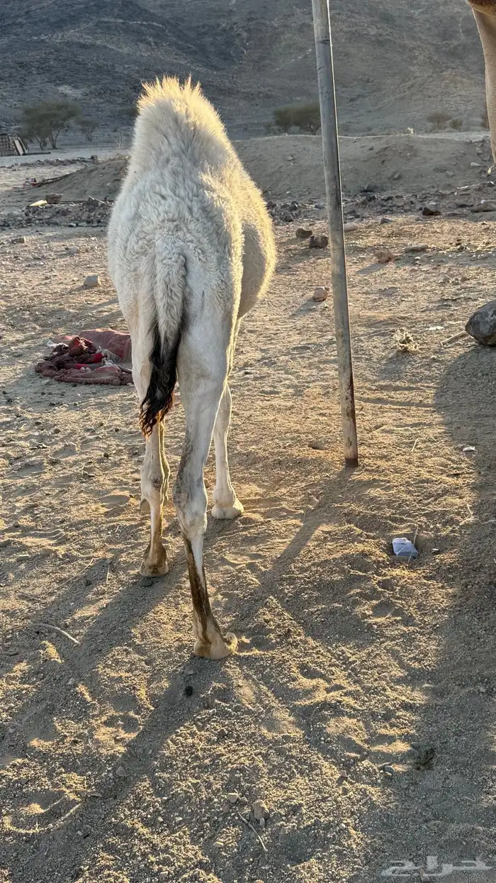 قعود للبيع 4