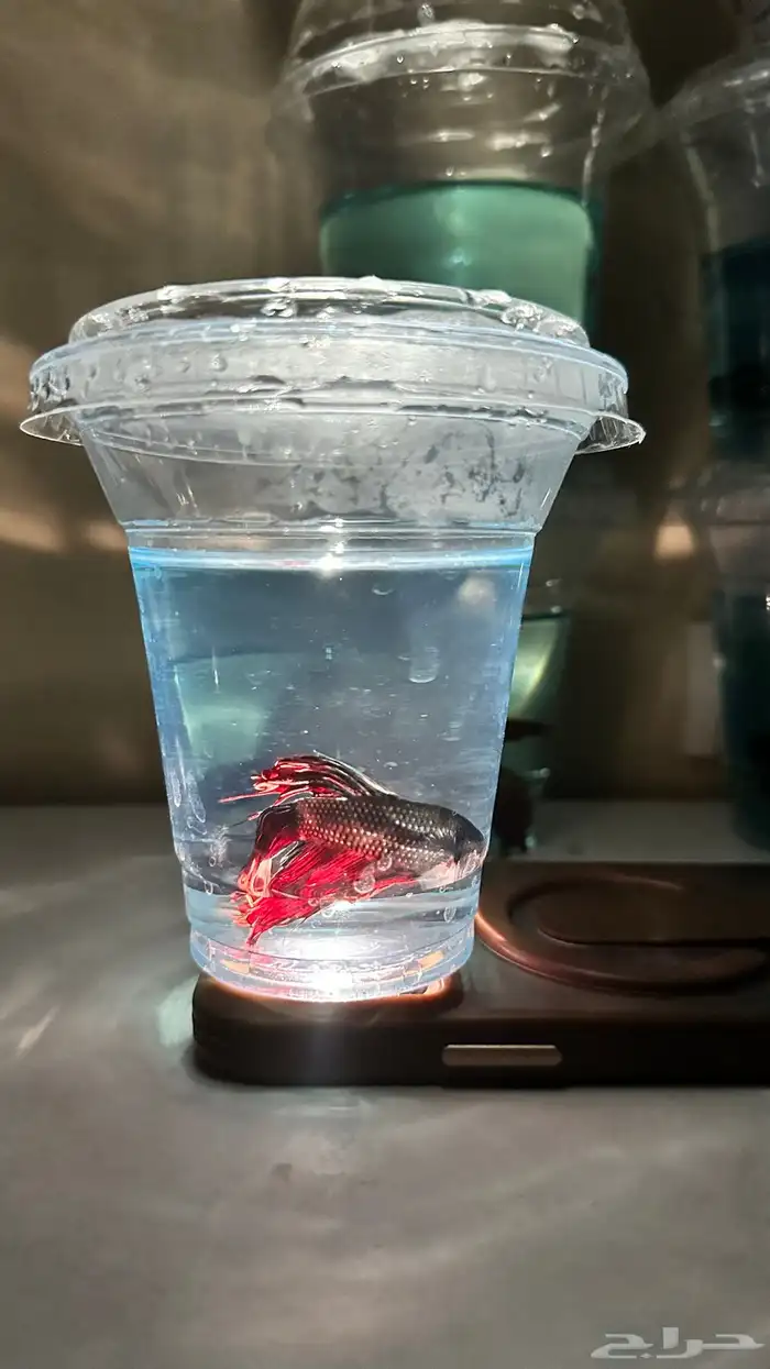 اسماك فايتر 3