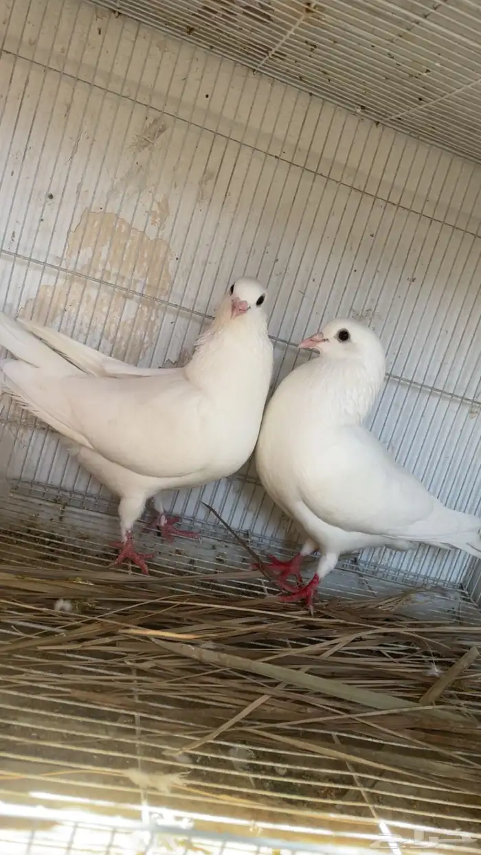 حمام لاحم فرنسي 0