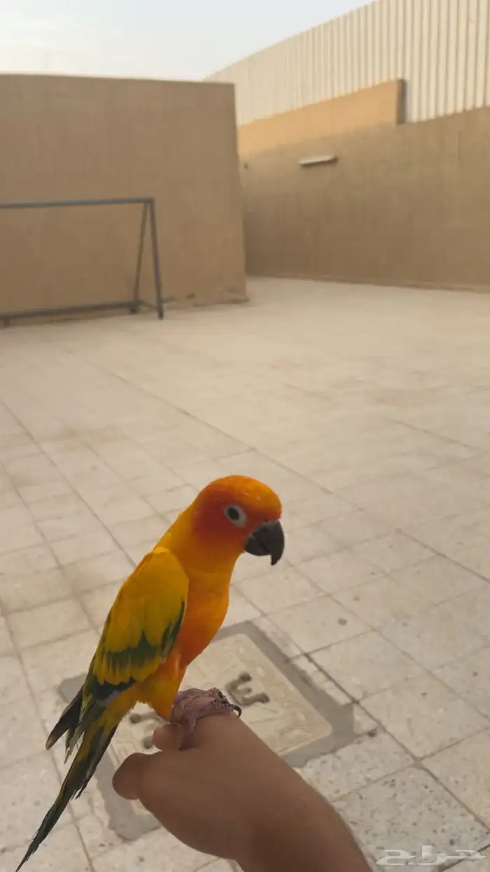 ببغاء صن كنيور اليف 9