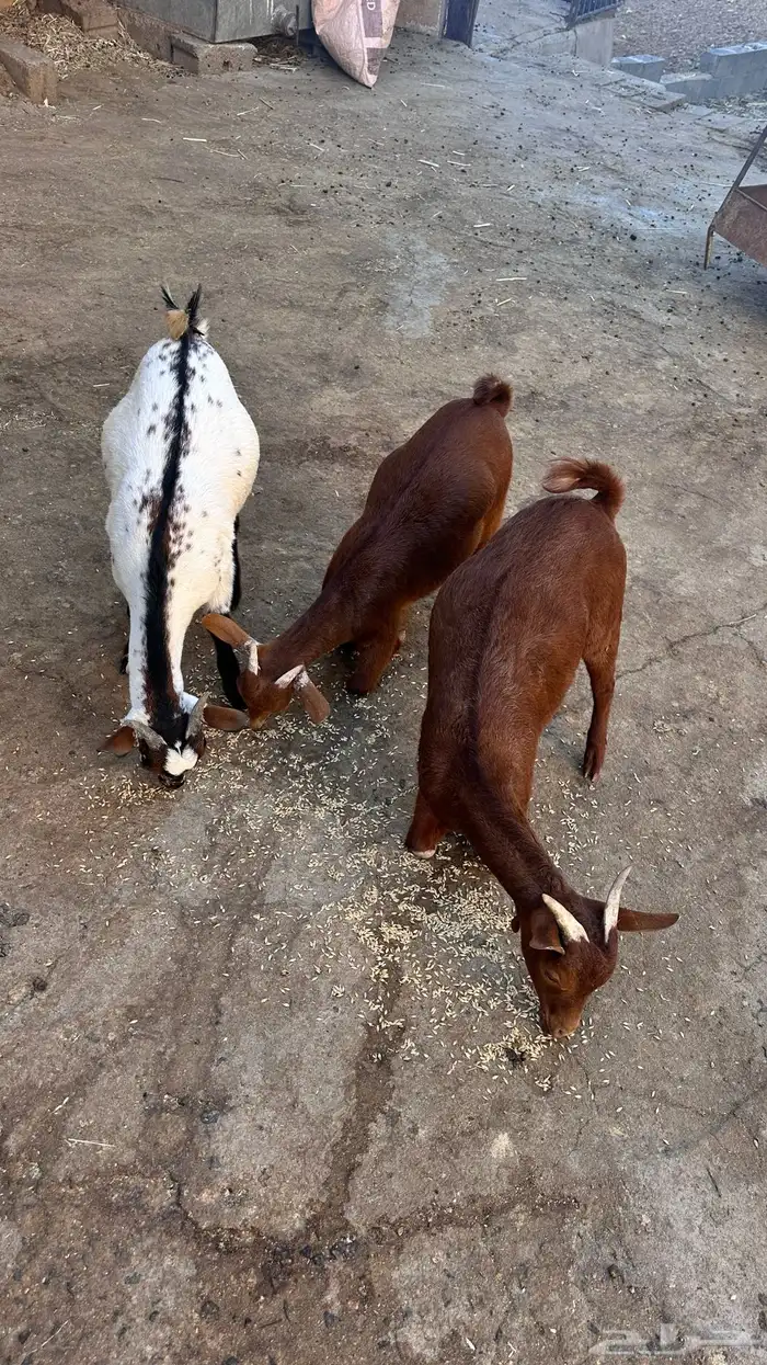 ثلاث تيوس للبيع 7