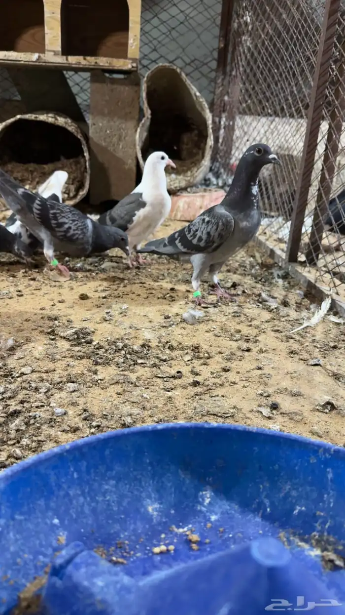 طبات زاجل سباق 4