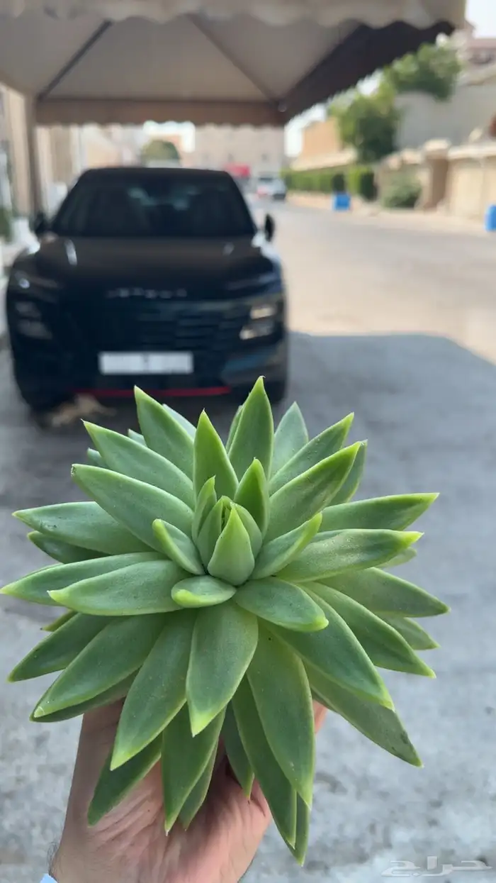 دراسينا - صبار - فيكس 2