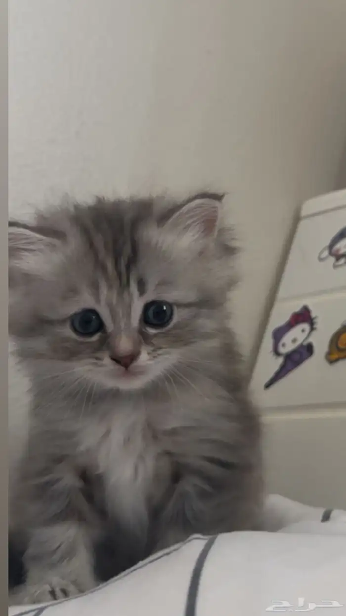 بساس للبيع 0