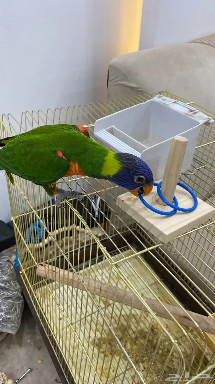 طير لوري ذكر هداد داخلي 2