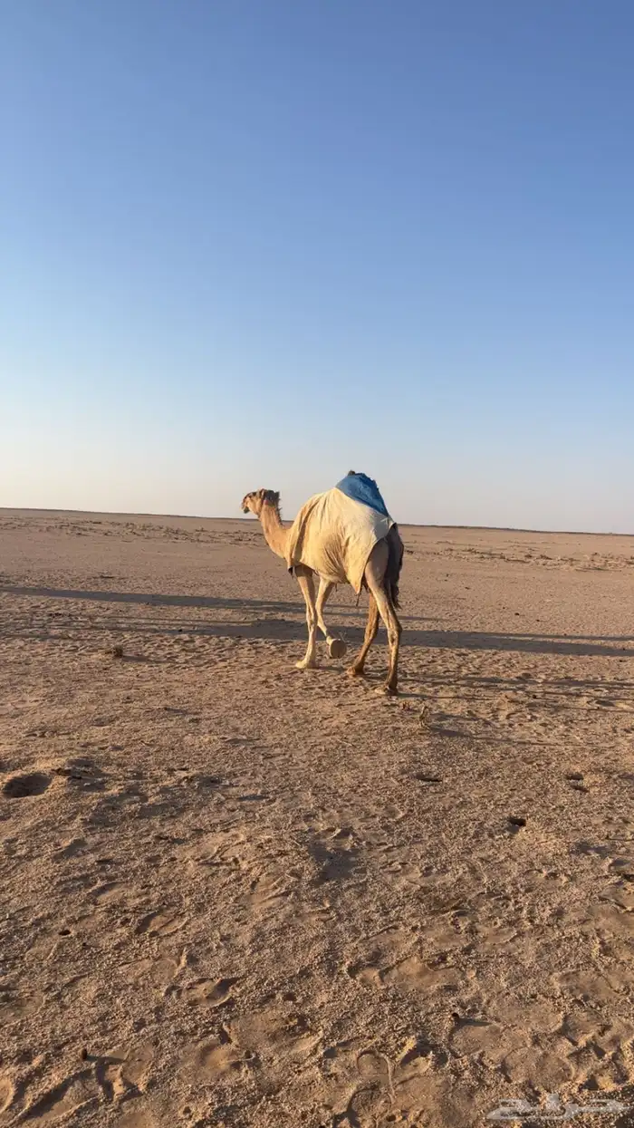 لقحات للبيع 3