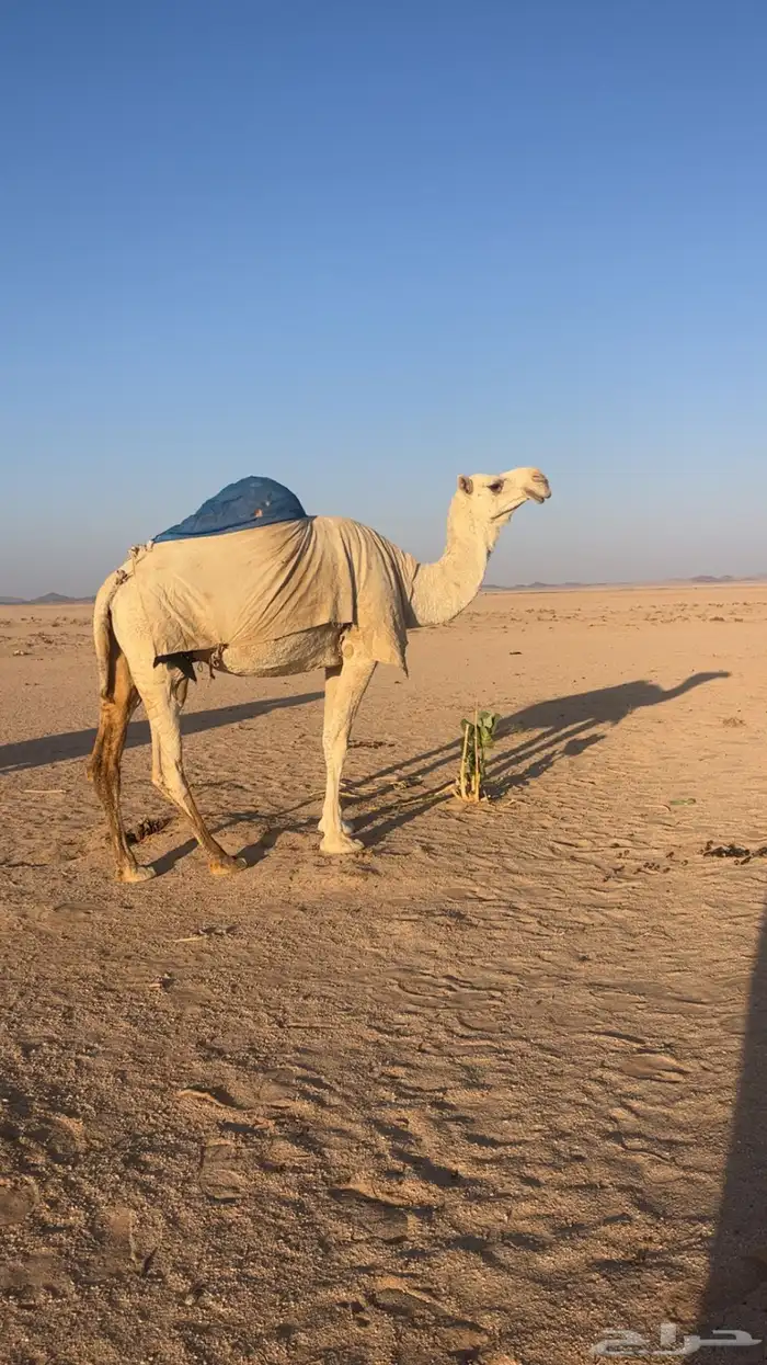 لقحات للبيع 2