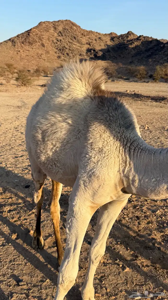 قعود للبيع 2