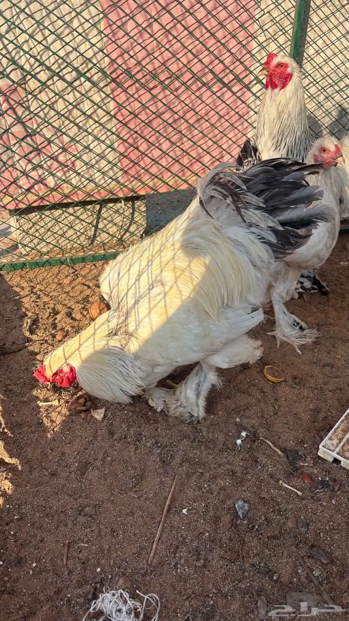 للبيع ديوك ودجاج براهما 0