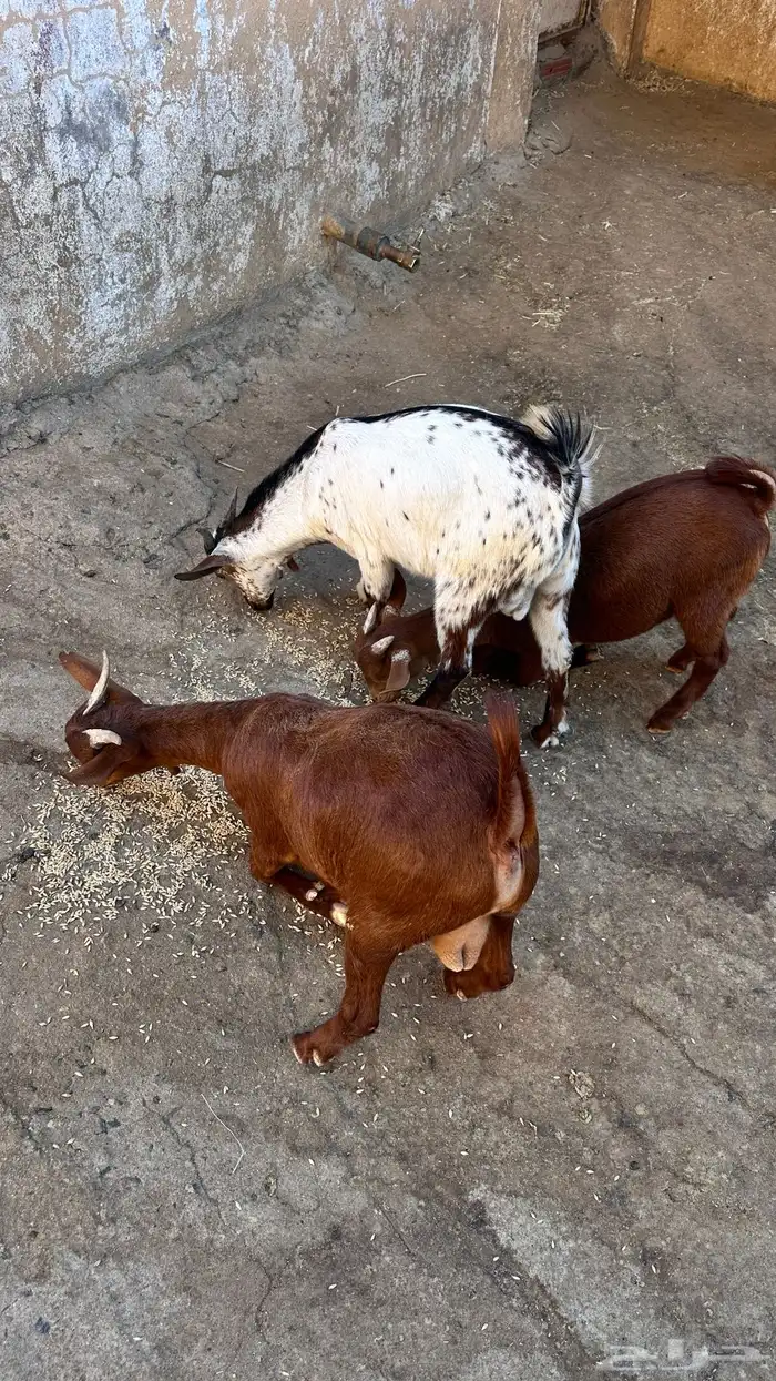 ثلاث تيوس للبيع 2