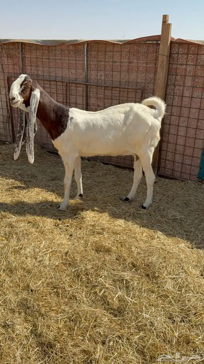 للبيع معزا مشاريك فاخره 0