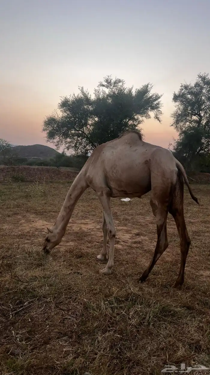 للبيع بكره اركه 2