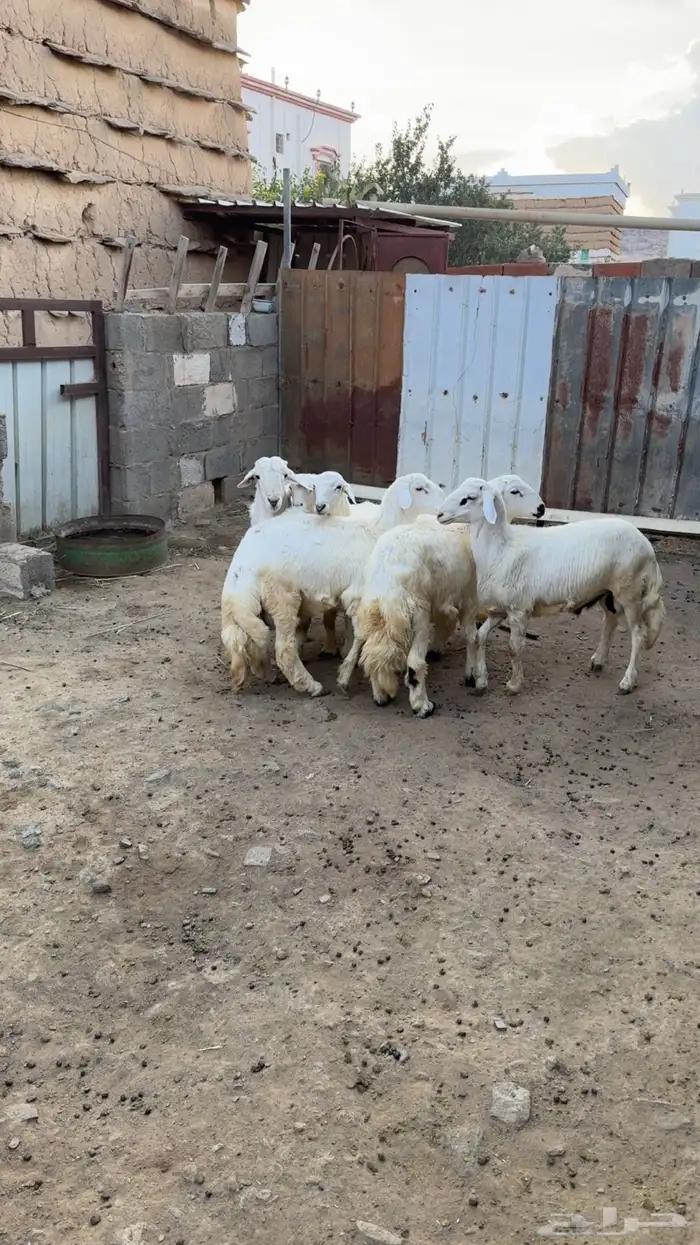 خرفان مناسبات للبيع 2