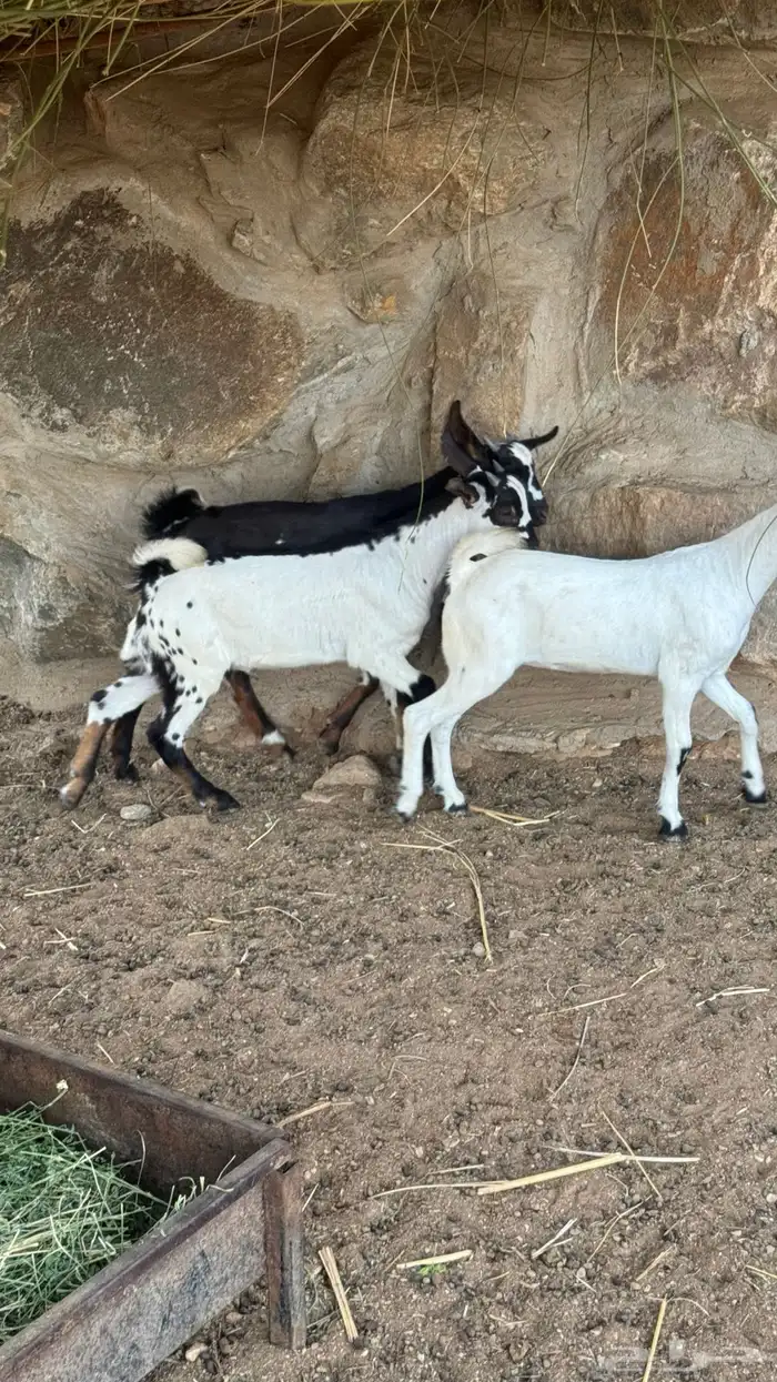 تيوس وجفار 3 شهور 1