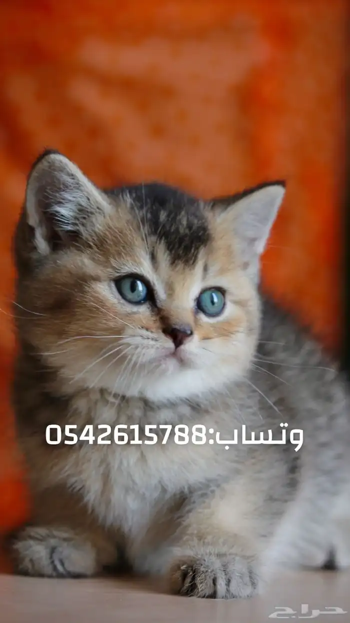 كتن سكوتش شامل تطعيمه و مستلزماته و توصيل مجاني 0