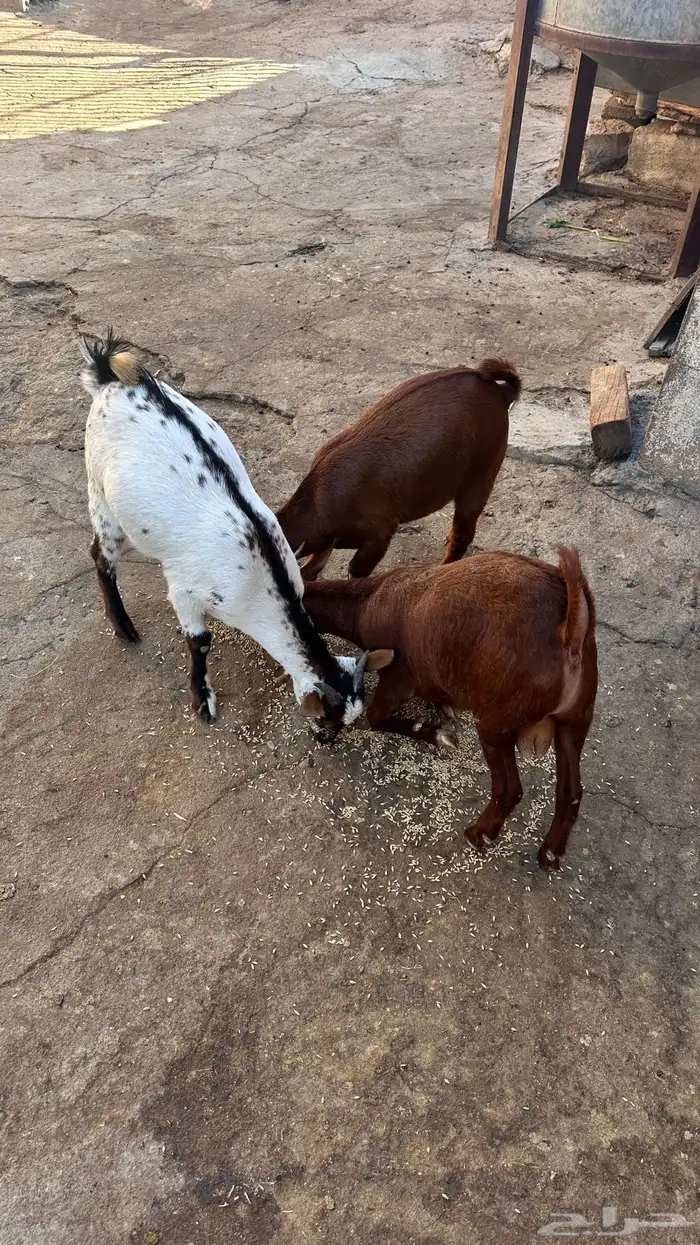 ثلاث تيوس للبيع 0