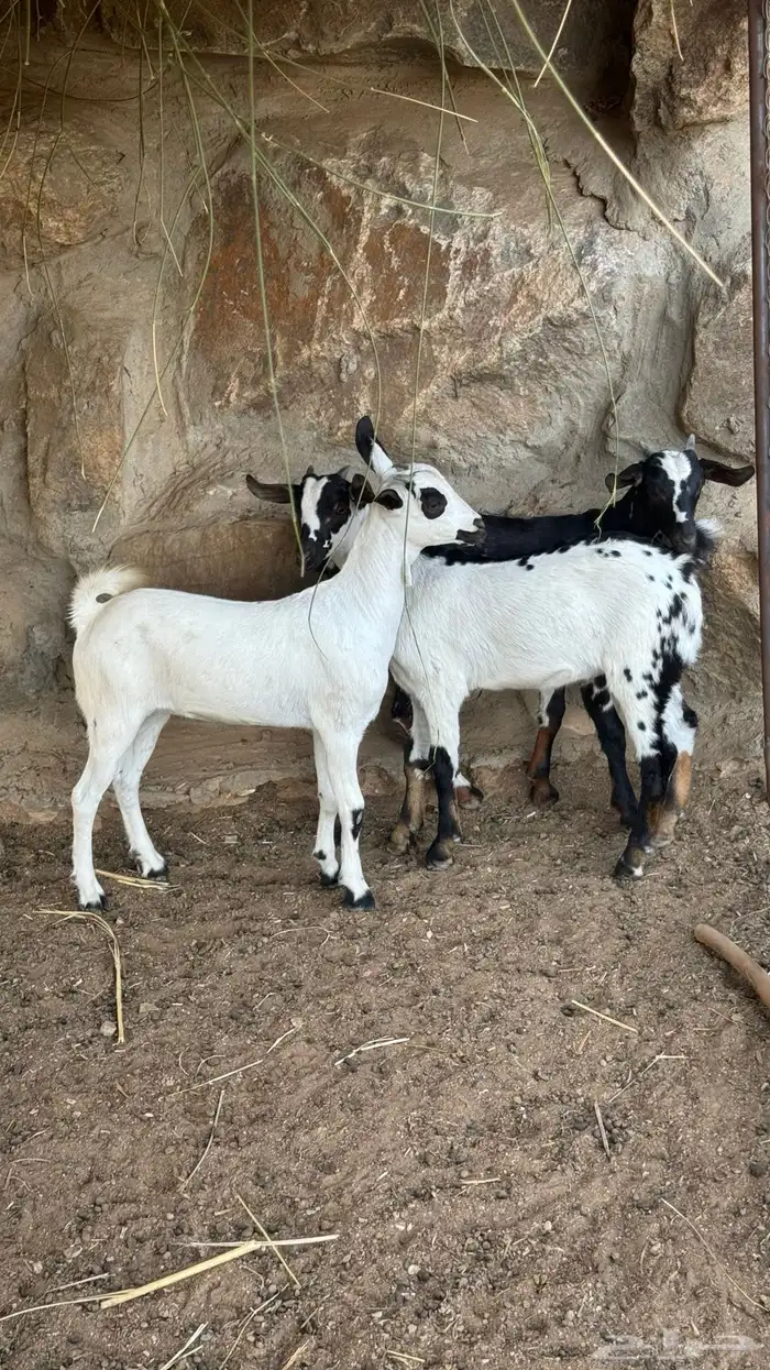 تيوس وجفار 3 شهور 2
