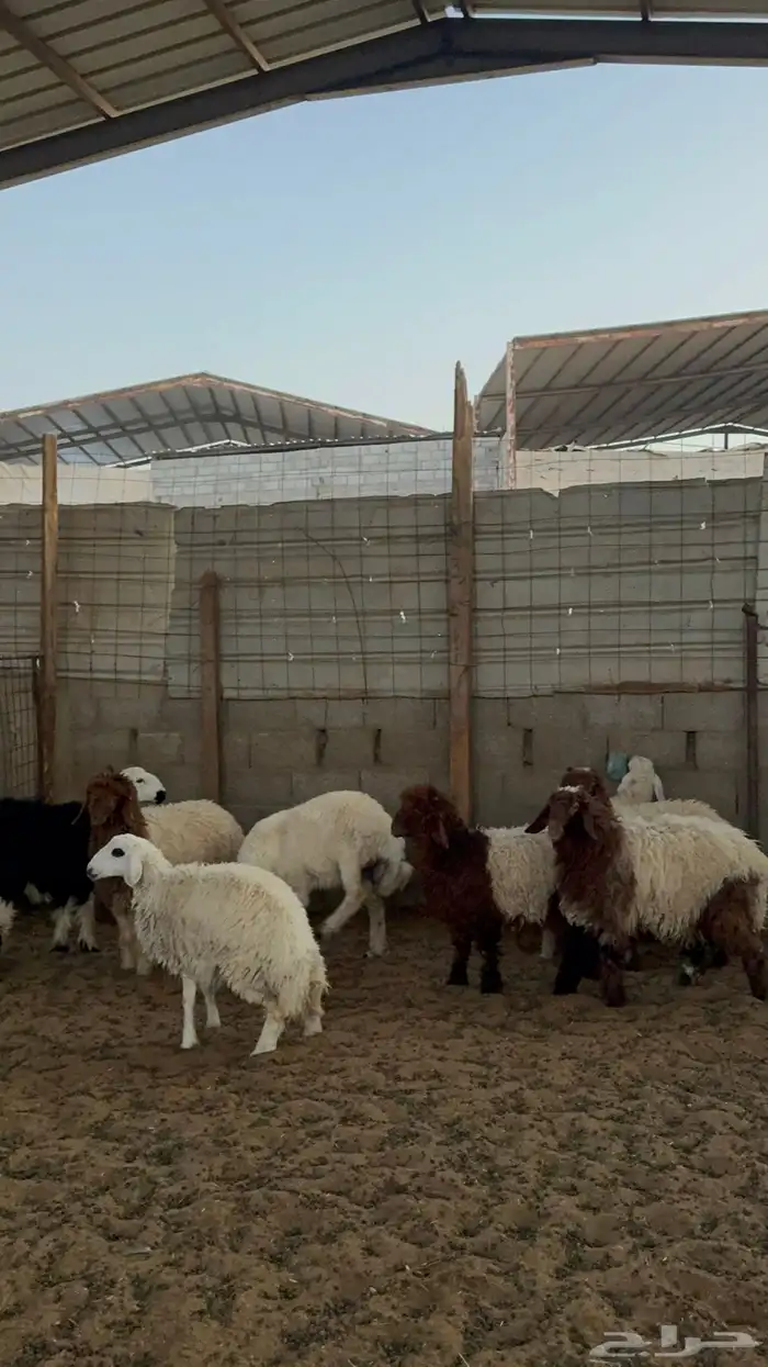 رخال للبيع 7