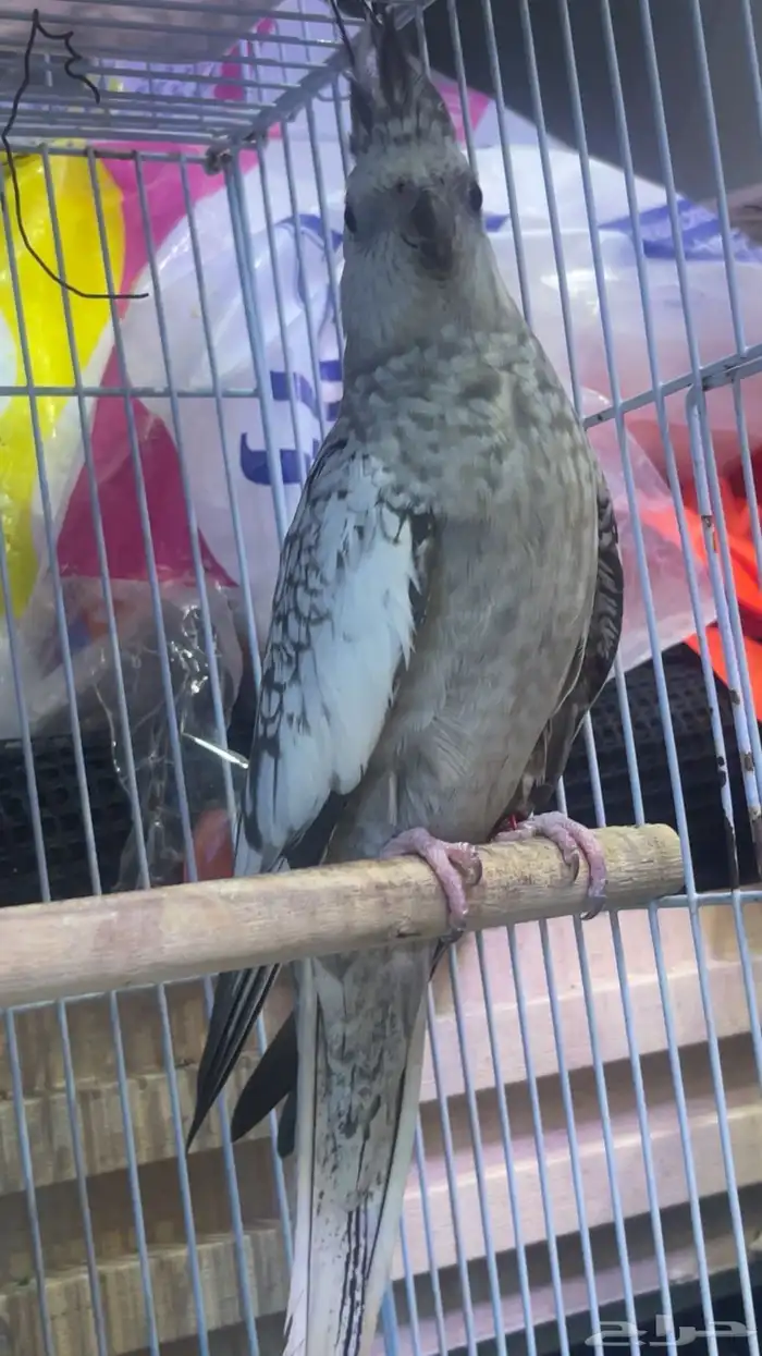 اربع اناثي كروان للبيع 2