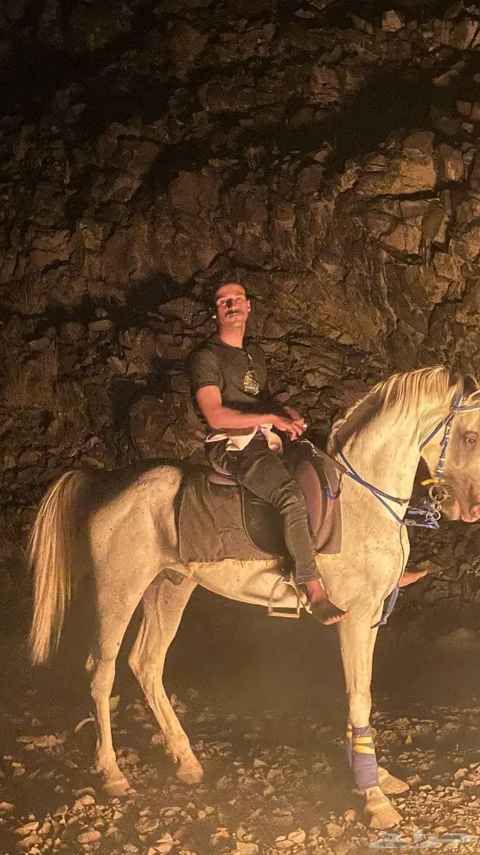 خيل عربي شعبي طرب 9