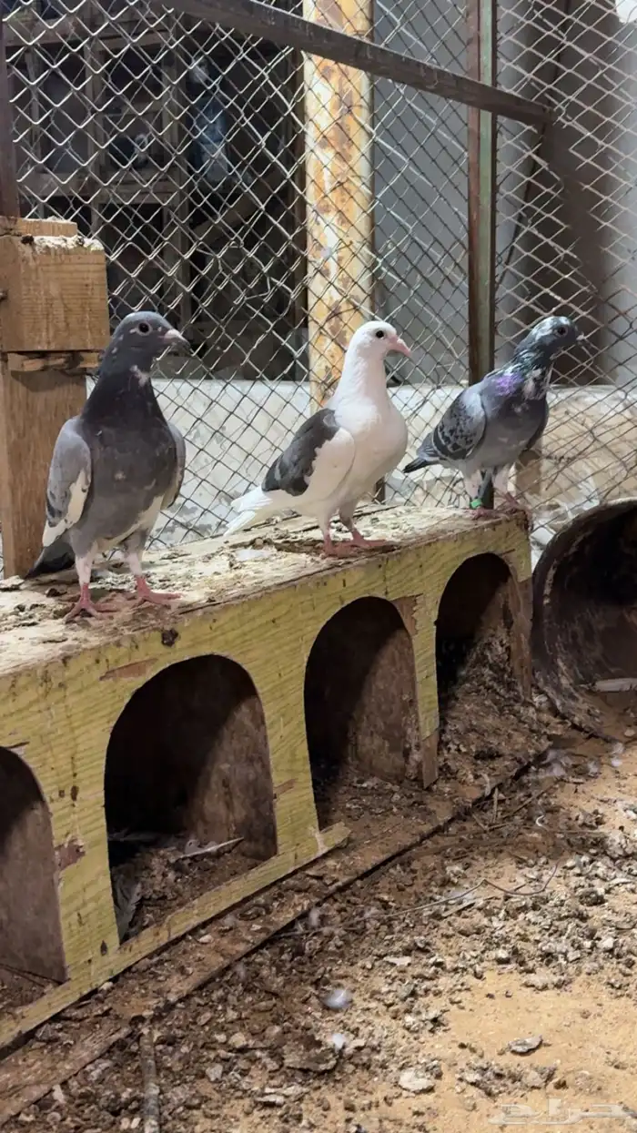 طبات زاجل سباق 1