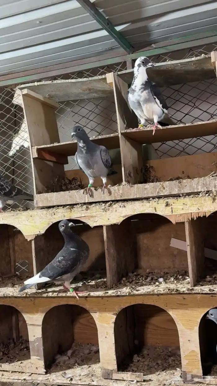 طبات زاجل سباق 7