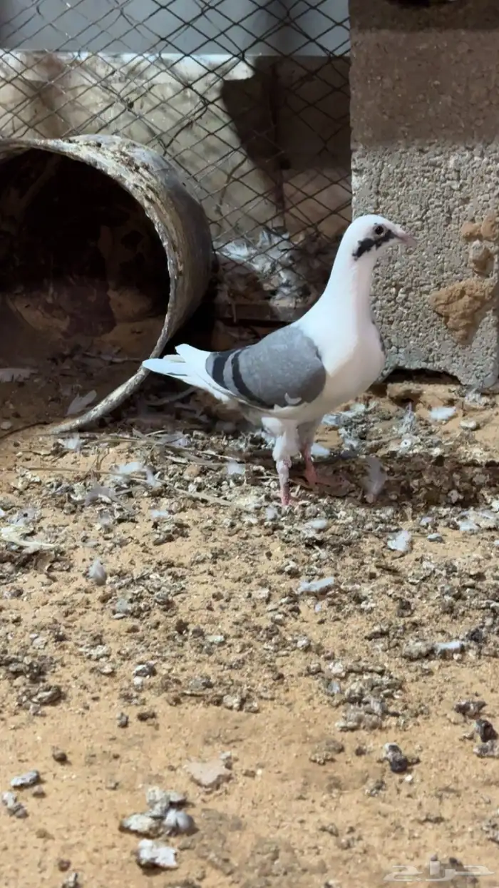 طبات زاجل سباق 0