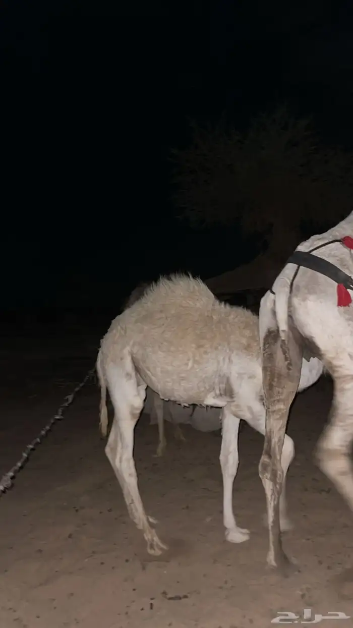 قعود باتلي على بعارين عبدلله بن دلمخ السبيعي مفرود 3