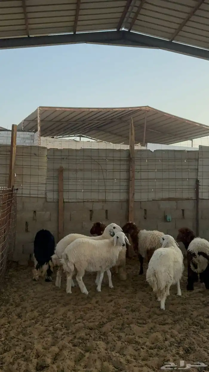 رخال للبيع 2