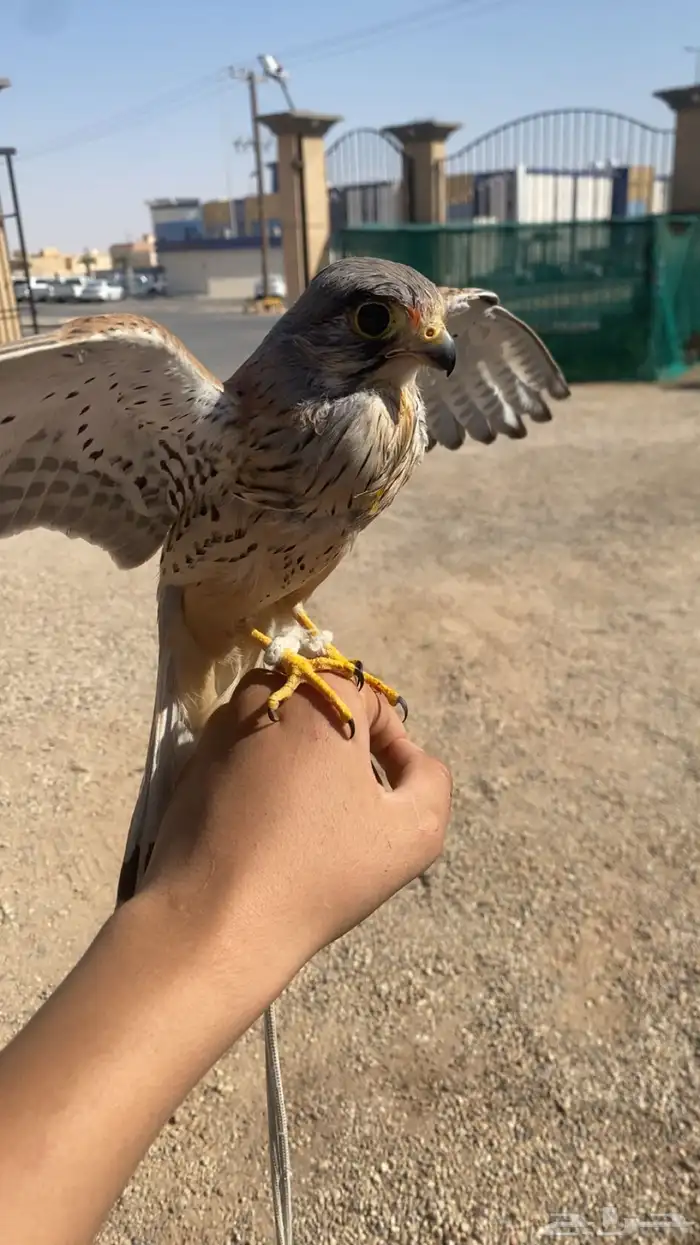 باشق للبيع 1