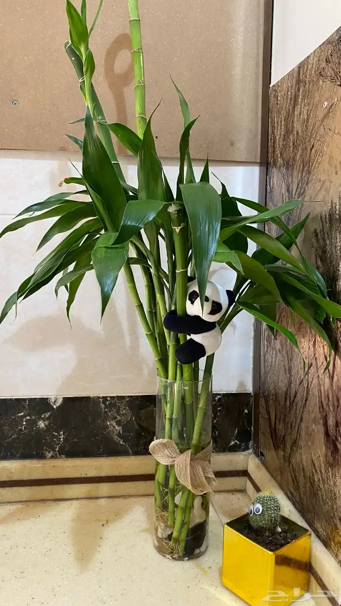 متوفر ساق البامبو مع فازه بالحبه او مجموعه 0