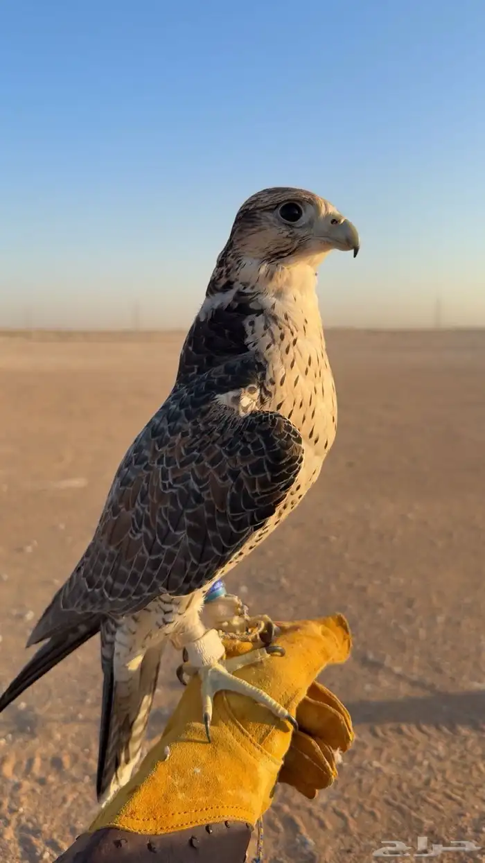 مطلوب شاهين من شاهين او جير شاهين 0