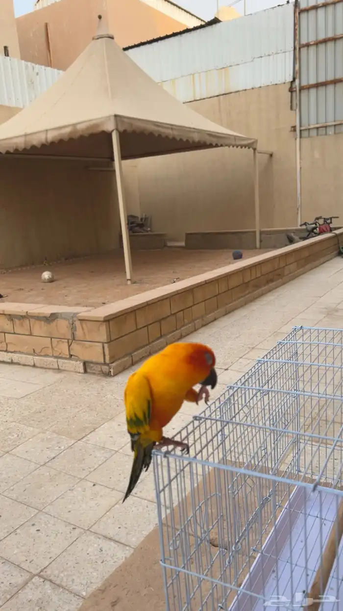 ببغاء صن كنيور اليف 7