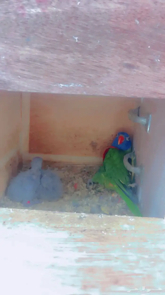 زوج لوري رمبو مع فرخين 0