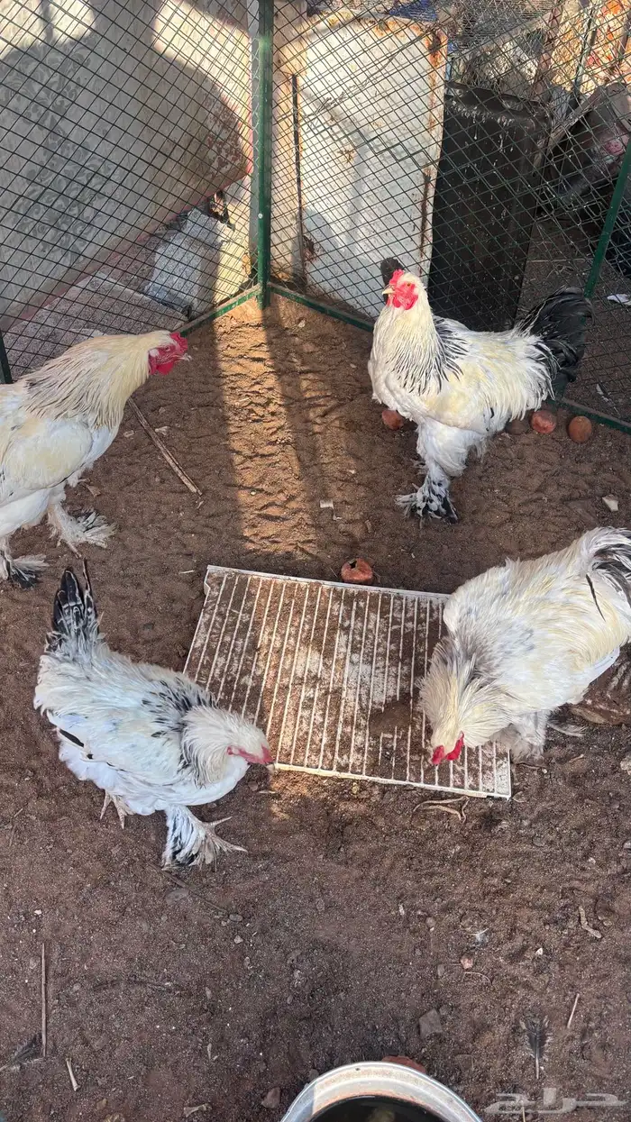 للبيع ديوك ودجاج براهما 2