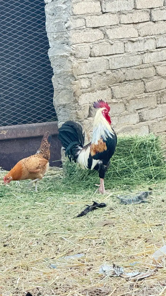 ديك نداوي للبيع 2