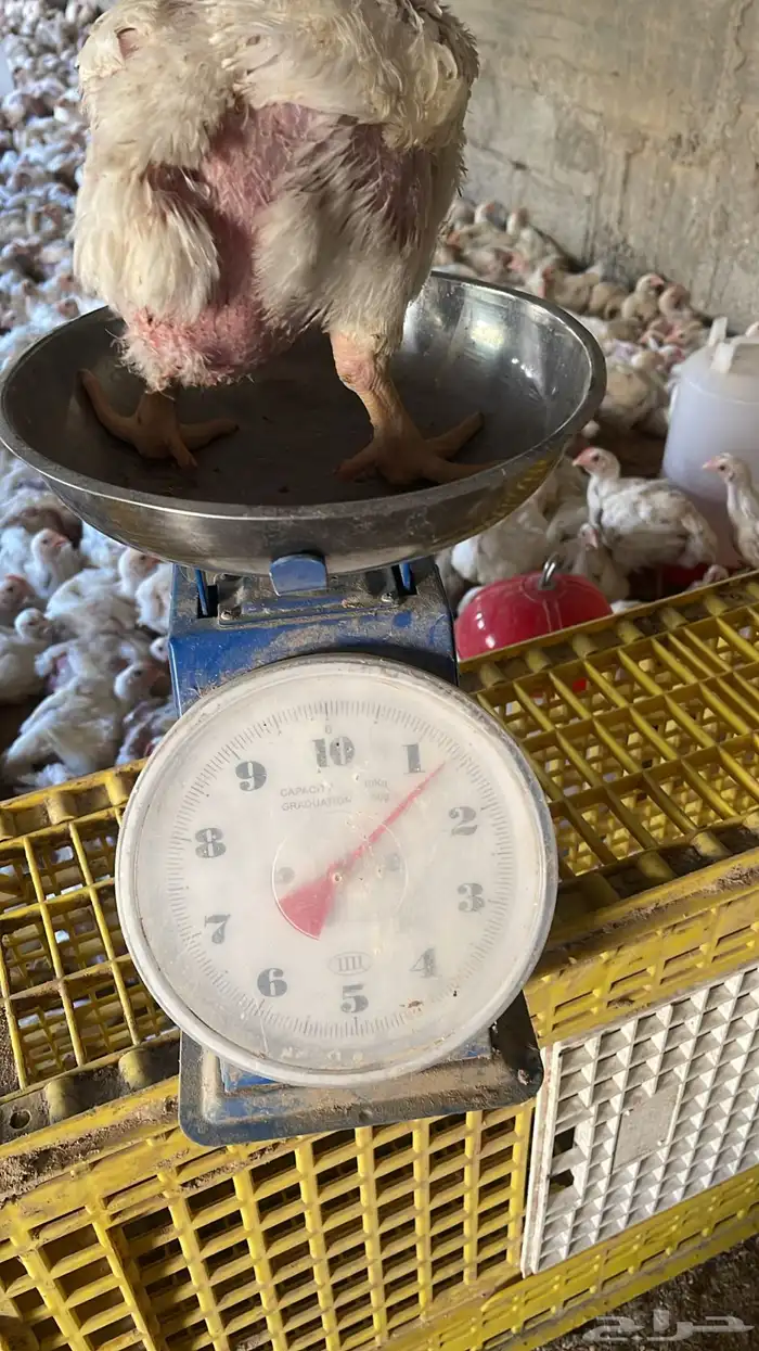 دجاج لاحم أوزان طيبه 1